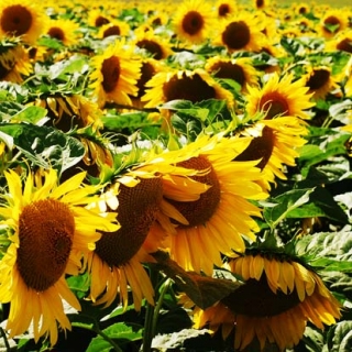 To brighten any day!