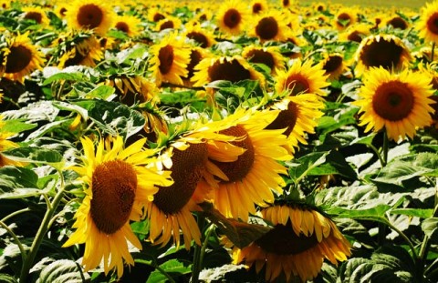 To brighten any day!