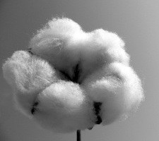 Cotton 225
